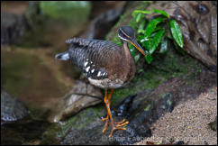Sunbittern (Eurypyga helias) 