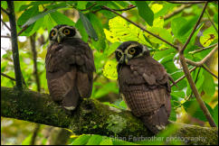 Spectacled Owls (Pulsatrix perspicillata) 