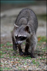 Crab-eating raccoon (Procyon cancrivorus) 