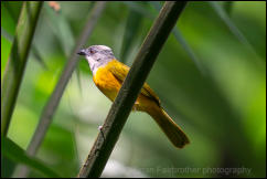 Grey-headed Tanager (Eucometis penicillata) 