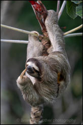 Brown-throated Three-Toed Sloth (Bradypus variegatus) 