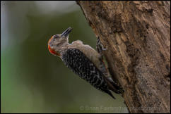 Red-crowned Woodpecker (Melanerpes rubricapillus) 