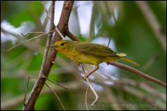 Mangrove Warbler (Setophaga petechia) 