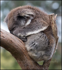 Healesville Sanctuary is a zoo specialising in native Australian animals. A Koala in a tree.