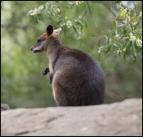 Healesville Sanctuary is a zoo specialising in native Australian animals. A Victorian Brush-tailed Rock Wallaby.