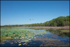 Fogg Dam Conservation Reserve on the Adelaide River floodplain. 