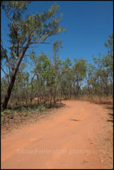 A dirt track through the bush in Litchfield National Park.