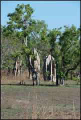 Cathedral Termite Mounds in Litchfield National Park.