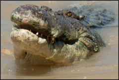 A saltwater Crocodile on the Adelaide River East of Darwin.