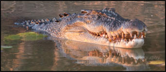 A saltwater crocodile on the Corroboree Billabong.