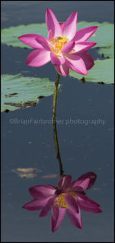 Lotus Lily on the Adelaide rIver floodplain.