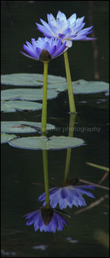 Water lilies on the Adelaide River floodplain. 