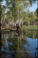 Tabletop Swamp in Litchfield National Park. It is a small wetland area on the plateau surrounded by paperbark trees.