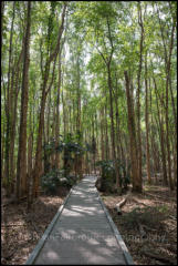 A boardwalk through Paperbark trees at Fogg Dam Conservation Reserve.