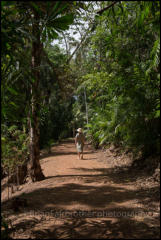 The George Brown Darwin Botanic Gardens in Darwin are noted for their collections of North Australian plants and other tropical species.