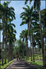 The George Brown Darwin Botanic Gardens in Darwin are noted for their collections of North Australian plants and other tropical species.