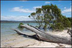 The Merimbula Boardwalk skirts the northern shores of the Top Lake section of Merimbula Lake.