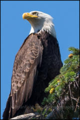 A Bald Eagle perched in a tree on Vancouver Island.