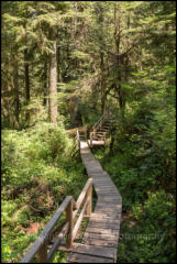 The Rainforest Trail is a 1km boardwalk loop through old growth rainforest on Vancouver Island.