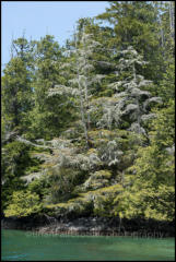 The Broken Group Islands is a group of small islands and islets in Barkley Sound on the West Coast of Vancouver Island.