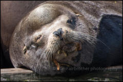 A Californian Sea Lion resting in Ucluelet Harbour