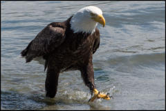 A Bald Eagle walking out of the sea on Vancouver Island.