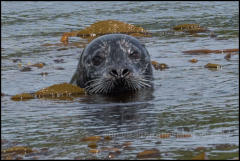 A harbour seal off the coast of Vancouver Island.