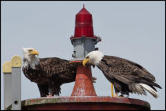 A pair of Bald Eagles perched on a channel beacon in Ucluelet Harbour on Vancouver Island.