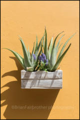 Aloe Vera plants growing in a wooden box on a wall in Vegueta, Las Palmas.