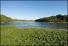 Bosherston Lily Ponds on the Stackpole Estate, Pembrokeshire, Wales.