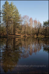 A secluded forest pond at Mogshade Hill in late Winter sun, the New Forest, Hampshire, UK