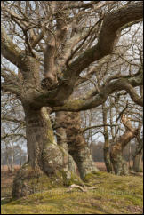 Knarled oak trees at Rowbarrow in the New Forest, Hampshire, UK