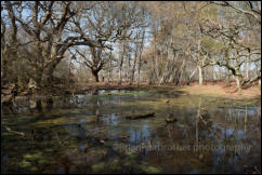 A secluded forest pool at Rowbarrow in the New Forest, Hampshire, UK