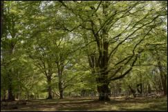 Beech Trees in their Spring foliage at Bolderwood in the New Forest, Hampshire, UK.