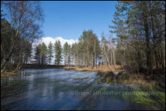 A secluded frozen forest pond at Mogshade Hill in the New Forest, Hampshire, UK