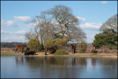 A frozen Mogshade Pond in the New Forest, Hampshire, UK