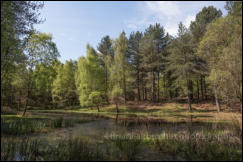 A secluded forest pond at Mogshade Hill in the New Forest, Hampshire, UK