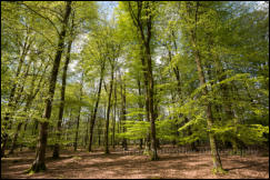 An inclosure of Beech Trees in the Spring at Bolderwood in the New Forest, Hampshire, UK.