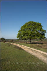 Mogshade Hill in the New Forest, Hampshire, UK.