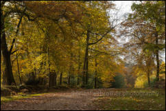 New Forest in Autumn near Burley, Hampshire, England.