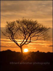 Sunset behind a solitary tree on Fritham Plain in the New Forest, Hampshire, UK.