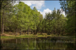 A secluded forest pond at Mogshade Hill in the New Forest, Hampshire, UK