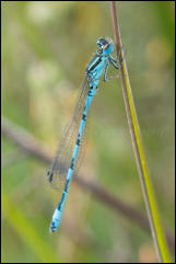 Southern Damselfly (Coenagrion mercuriale), Crockford Stream, New Forest, Hampshire, UK.