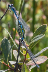 A mating pair of Southern Damselflies (Coenagrion mercuriale), Crockford Stream, New Forest, Hampshire, UK.