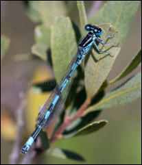 Southern Damselfly (Coenagrion mercuriale), Crockford Stream, New Forest, Hampshire, UK.