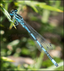 Southern Damselfly (Coenagrion mercuriale), Crockford Stream, New Forest, Hampshire, UK.