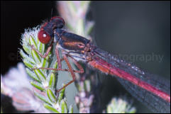 Small Red Damselfly (Ceriagrion tenellum), Crockford Stream, New Forest, Hampshire, UK.