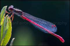 Small Red Damselfly (Ceriagrion tenellum), Crockford Stream, New Forest, Hampshire, UK.