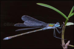 Emerald Damselfly (Lestes sponsa), Rushbush Pond, New Forest, Hampshire, UK.