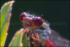 Small Red Damselfly (Ceriagrion tenellum), Crockford Stream, New Forest, Hampshire, UK.